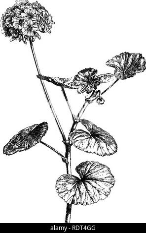 . Handbook of hardy trees, shrubs, and herbaceous plants ... Based on the French work of Messrs. Decaisne and Naudin ...entitled 'Manuel de l'amateur des jardins,' and including the original woodcuts by Riocreux and Leblanc. Plants, Ornamental. 90 Gcraniacea:—Pelargoniiiiu. 1. P. inquinans (fig. 58). Scarlet Pelargonium.— This is the most important species, and the basis of nearly all the best. Fig. 68. Pelftrgoniom inqumans. (J nat. siz«.) varieties iu cultivation. The habit of the plant as well as the form of the petals of this is superior to that of the following. Naturally it is an undersh Stock Photo