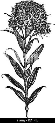 . Handbook of hardy trees, shrubs, and herbaceous plants ... Based on the French work of Messrs. Decaisne and Naudin ...entitled 'Manuel de l'amateur des jardins,' and including the original woodcuts by Riocreux and Leblanc. Plants, Ornamental. Caiyophytlea:—Dianthus. 65 D. fruticosus is usually considered as a variety of the fore- going species. The Tree Carnations and most of the perpetual varieties come under this sub-species. The stems are half- woody at the base, and rise to a height of 3 to 6 feet when supported. The varieties are now becoming numerous, but they are more valuable for win Stock Photo