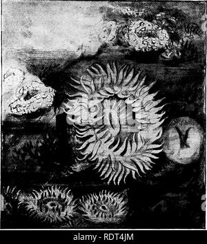 . First lessons in zoology. Zoology. OCEAN ANIMALS: SPONGES, SEA-ANEMONES, ETC. 127 of body as that shown by Hydra (described in Chapter IX), but are much larger. When the tide is out, ex- posing the dripping seaweed-covered rocks, and the little. Fig. 88.—Sea-anemones. Bunodes californica, open and closed individuals, one-half natural size. The closed individuals in upper right-hand corner show the external covering of small bits of rock and shell, characteristic of most individuals of this species. (From living speci- mens in a tide-pool on the Bay of Monterey, California.) basins are left f Stock Photo