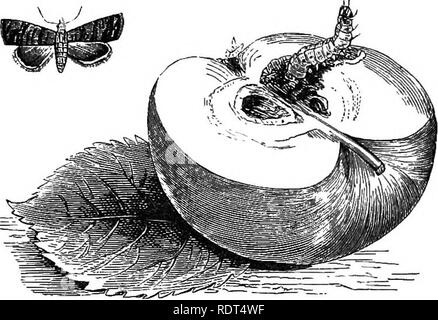 . My garden, its plan and culture together with a general description of its geology, botany, and natural history. Gardening. Fig. 1070.—Caterpillar of Biown-tail Moth. Fig. 1071.—Magpie Moth. A very common insect in gardens is the large Magpie Moth {Abraxas grossulariata, fig. 1071). Sometimes the caterpillars utterly destroy all the leaves of the currant and gooseberry trees. The caterpillar forms curious loops, and has black spots down the back. In my garden it has fortunately never been at all numerous, but I have been informed that it may be destroyed by the powder of hellebore. The figur Stock Photo