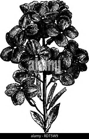 . The natural history of plants. Botany. 436 NATURAL HISTORY OP PLANTS ...