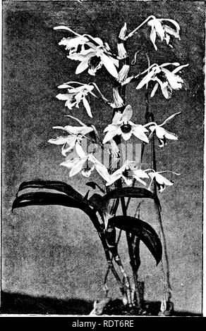 . The orchid stud-book: an enumeration of hybrid orchids of artificial origin, with their parents, raisers, date of first flowering, references to descriptions and figures, and synonymy. With an historical introduction and 120 figures and a chapter on hybridising and raising orchids from seed. Orchids. 74 THE ORCHID STUD-BOOK. [Part II. for the hybrid resembles D. x Wiganire so closely as to have raised a suspicion that it is of similar origin. 11. D. x Benita (aureum ? x Falconeri), G.C. 1893, i. 355; O.K. 1893, 116.—Brymer, 1893.. Fig. 14. Dendrobium x Aspasia. 12. D. x Berkeleyi (x Cassiope Stock Photo