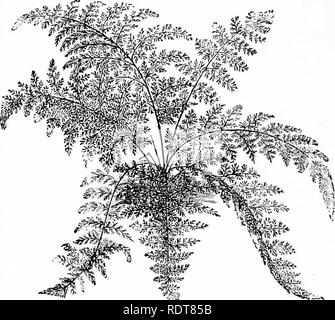 Bear's paw fern, Aglaomorpha meyeniana, polypodiaceae Stock Photo - Alamy