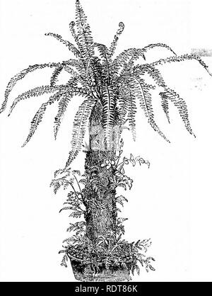 . Ferns and fern culture: their native habitats, organisation, habits of growth, compost for different genera; cultivation in pots, baskets, rockwork, walls; in stove, greenhouse, dwelling-house, and outdoor ferneries; potting, watering, propagation, etc. Selections of ferns suitable for stove, warm, cool and cold greenhouses; for baskets, walls, exhibition, wardian cases, dwelling-houses, and outdoor ferneries. Insect pests and their eradication, &amp; c.. Ferns. 46 Ferns and Fern Culture. foliage, and it will constitute a splendid ornament of nature. Iron pillars, sometimes indispensable in  Stock Photo