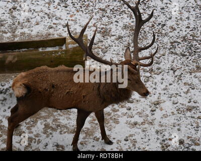 Deer in winter with Manger Stock Photo