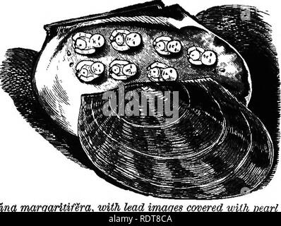 . Fourteen weeks in zoology. Zoology. CLASS LAMELLIBEANCHIATA : ORDER ASIPHONATA. 353 Mg. 4S4.. MeleagHnd margaritiflra, with lead image, jjtiuii^ riaGF€. The Aviculidae (little-bird) include the pearl-makers. These gems are caused by the effort of the animal the shell and used in bringing inside animalcules and thesporee of algce forfood. The lime for building the shell is secreted by the mantle. The plaited frills on the mantle are the gills. The heart, shaped like an old-fashioned purse, has an aurice and ventricle, and circulates a limpid colorless blood. If the shell be opened with care,  Stock Photo