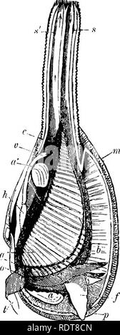 . Fourteen weeks in zoology. Zoology. 250 SUBKIKGDOM MOLLUSCA. CLASS III. LAMELLIBRANCHIATA. Fig. 1^9.. General Characteristics.— The Lamellibranchs* (lamellated gills) are all bivalves. The two parts of the shell are con- nected by a hinge, usually with interlocking teeth. To hold them open—that being always the unconstrained position—an elastic ligament is fixed to the hinge, if inside, acting by expan- sion, if outside, by contraction. The valves are closed by muscles, ordinarily two, but sometimes m only one. The respiratory organs are leaf-like gills, to which in the lower forms the water Stock Photo