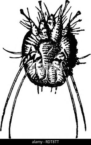 . Fourteen weeks in zoology. Zoology. CLASS CBtJSTACEA. 229 plies rapidly, and produces the loathsome 'disease to which it . gives name. Mq. 391.. Please note that these images are extracted from scanned page images that may have been digitally enhanced for readability - coloration and appearance of these illustrations may not perfectly resemble the original work.. Steele, Joel Dorman, 1836-1886. New York, Chicago [etc. ] A. S. Barnes &amp; Company Stock Photo