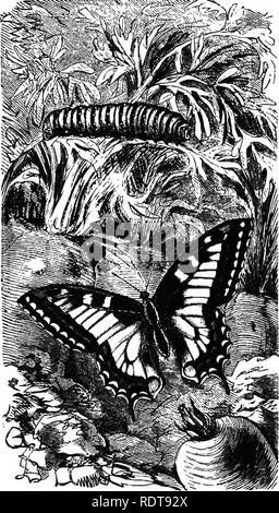 . Fourteen weeks in zoology. Zoology. CLASS inseota: oedbr lepidopteka. 311 Fig S61 ORDER LEPIDOPTERA. General Characteristics. â The Lepidopters (scale- winged) have wings covered with colored scales, that come off at the slightest touch. These are so minute that four hundred thousand have been counted on a single insect. The larvae are all Caterpillars, with legs on the thorax and not on the abdomen. The But- terflies have knobbed an- tennae, and hold their wings upright when at rest. The Moths have antennae feathery and variously shaped, but never knobbed. They usually spin cocoons, the met Stock Photo