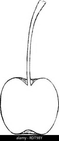 . The apple and its varieties: being a history and description of the varieties of apples cultivated in the gardens and orchards of Great Britain. Apples. 54 BRITISH POMOLOGY, ETC. funnel-shaped cavity. Flesh, white, tender, juicy, brisk, and pleasantly flavored. A culinary apple of the first quality ; in use during October and November. It is a fine, showy, and handsome apple, bearing a strong resemblance to the-Nonesuch, from which in all probability it was raised. It originated with Mr. Leonard PhiUips, of Vauxhall. 66. CHERRY APPLE.—H. Synonymes.—Siberian Crab of some. liirschapfel, Pomme  Stock Photo