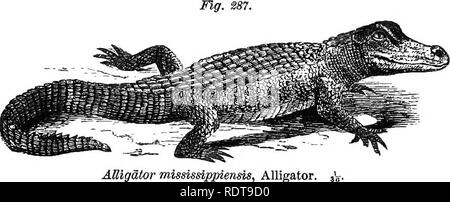 . Fourteen weeks in zoology. Zoology. CLASS keptilia: oedeb lacertilia. 171 AUigatoridae.—The Alligator belongs to the New World. '. ««7.. AMigator mlssissljrpiensis. Alligator, In the colder portions of its habitat it hibernates in the mud, but within the tropics is active at all seasons. ORDER LACERTILIA. General Characteristics.—The teeth are simply at- tached to the surface of the jaw. In the Leptoglossa (slender-tongued) group, the tongue is long, nicked, and enclosed in a sheath, from which it can be protruded through a notch when the jaws are closed. In the Pachyglossa (thick-tongued),  Stock Photo