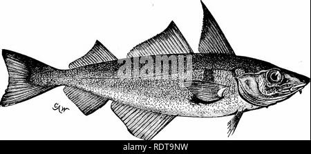 Small fish on hook Black and White Stock Photos & Images - Alamy