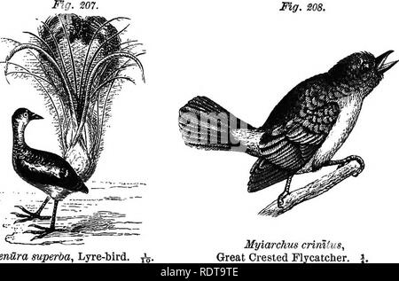 . Fourteen weeks in zoology. Zoology. CLASS AVES: OEDER PICARI^. Mg. 208. 12S. Menura mperba, Lyre-bird, Myiarchus crimius^ Great Crested Flycatcher. Tyrannidae.—The Ply-catchers are American, though comparatively few of the genera belong to North America. They are not strictly insectivorous, but in general are indis- pensable to the farmer. The Great-crested F. is extending its habitat northward and eastward to localities where it was unknown at the beginning of the century. It makes its nest in hollow trees or stumps, generally lining it with cast-off snake-cuticles. ORDER PICARI^E. General  Stock Photo