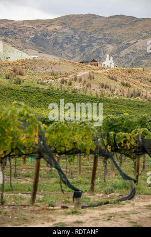 View of Mt Difficulty Wines tasting room, restaurant, and vineyards. Vineyards in autumn along Felton Road in Central Otago's wine region near Cromwel Stock Photo