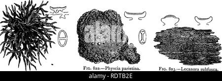 . My garden, its plan and culture together with a general description of its geology, botany, and natural history. Gardening. MOSSES. 3S3 drawing was made was taken from one of the sources of the Wandle in Carshalton village. A very common Hypnum or Feather Moss creeps over our stones and wood, and growing as it does in winter, when vegetation naturally rests, affords us an object for admiration and study, when flowering plants have ceased their growth. We have also other common mosses, as Pottia truncata, Bryum intermedium, Tortula muralis, Ceratodon purpureus, Hypnum serpens, H. rutabulum, a Stock Photo