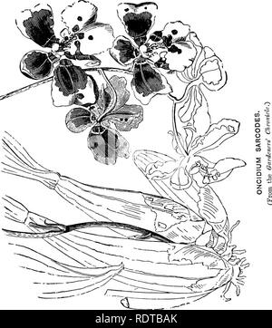 . The orchid-grower's manual, containing descriptions of the best species and varieties of orchidaceous plants in cultivation ... Orchids. . Please note that these images are extracted from scanned page images that may have been digitally enhanced for readability - coloration and appearance of these illustrations may not perfectly resemble the original work.. Williams, Benjamin Samuel, 1822-1890; Williams, Henry. London, Victoria and Paradise nurseries Stock Photo