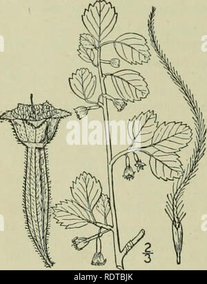 . An illustrated flora of the northern United States, Canada and the British possessions : from Newfoundland to the parallel of the southern boundary of Virginia and from the Atlantic Ocean westward to the 102nd meridian. Botany. 3. Dryas Drummondii Richards. Drum- mond's Mountain Avens. Fig. 2286. Dryas Drnminondii Richards.; Hook. Bot. Mag. pi. 2972. 1830. Dryas oclofctala var. Drummondii S. Wats. Bibliog. Similar to D. octof&gt;etala, the leaves crenate-dentate, but generally narrowed at the base. Scape floccose- pubescent, often taller; flower yellow, about 9&quot; broad; sepals ovate, acu Stock Photo