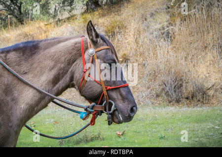 American quarter horse portrait, California Stock Photo