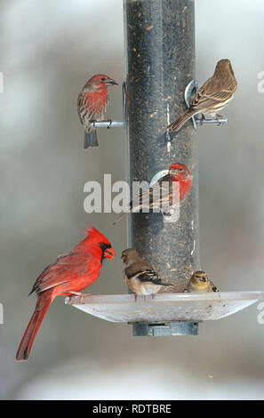 00585-026.11 Northern Cardinal (Cardinalis cardinalis) male, American Goldfinches (Carduelis tristis) & House Finches on sunflower tube feeder IL Stock Photo