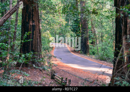 Narrow road going through a redwood Sequoia sempervirens