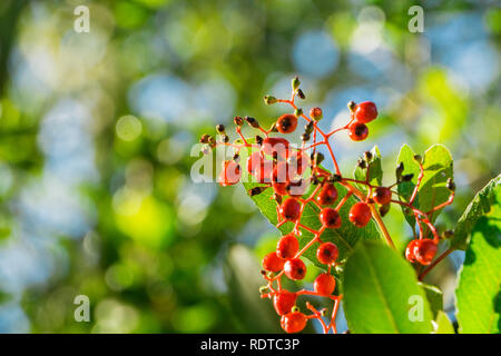 Bright red Toyon (Heteromeles) berries still wet from a morning rain, Sunol Regional Wilderness, San Francisco bay area, California Stock Photo