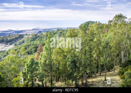 Evergreen trees on the slopes of Santa Lucia mountains; the Pacific Ocean coastline in the background, San Simeon, California Stock Photo