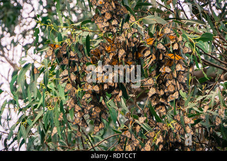 Monarch butterfly clusters in Eucalyptus trees, the Monarch Butterfly sanctuary in Pismo Beach, California Stock Photo