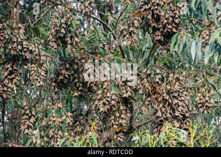Monarch butterfly clusters in Eucalyptus trees, the Monarch Butterfly sanctuary in Pismo Beach, California Stock Photo