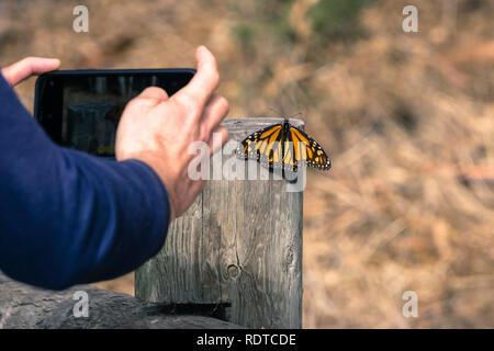 Unidentified person taking a photo of a Monarch Butterfly resting on a wooden post; Pismo Beach Monarch Butterfly Sanctuary, California Stock Photo