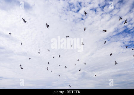 A flock of pigeons flying on a white clouds background Stock Photo