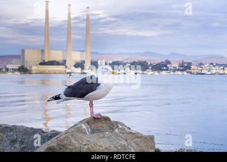 Seagull resting on a rock; Morro bay shoreline at sunset in the background, California Stock Photo