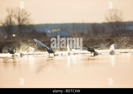 00758-01514 Trumpeter Swans (Cygnus buccinator) flying from wetland at sunrise, Marion Co., IL Stock Photo