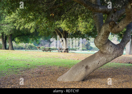 Picnic tables located under old live oak trees, Rancho San Antonio County Park, south San Francisco bay, Cupertino, California Stock Photo