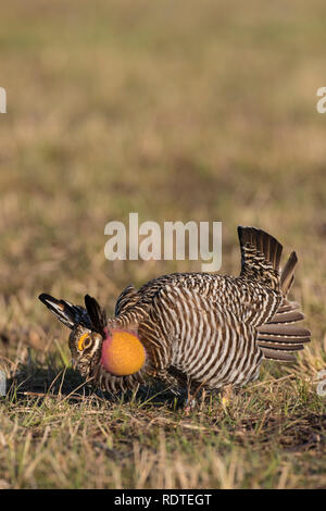 00842-04814 Greater Prairie-Chicken (Tympanuchus cupido) male displaying/booming on lek Prairie Ridge State Natural Area, Marion Co. IL Stock Photo