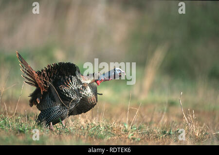 00845-03103 Eastern Wild Turkey (Meleagris gallopavo) male (jake) gobbling in field, Williamson Co. TN Stock Photo