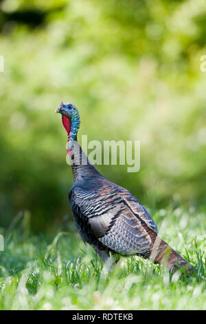 00845-07007 Eastern Wild Turkey (Meleagris gallopavo) jake in field, Holmes Co., MS Stock Photo