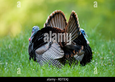 00845-07209 Eastern Wild Turkeys (Meleagris gallopavo) gobblers strutting in field, Holmes Co., MS Stock Photo