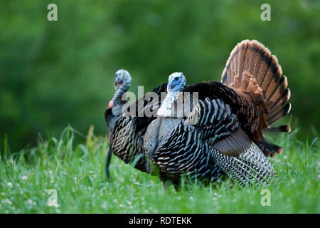 00845-07212 Eastern Wild Turkeys (Meleagris gallopavo) gobblers strutting in field, Holmes Co., MS Stock Photo