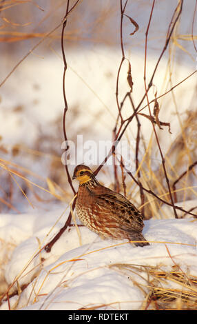00849-010.13 Northern Bobwhite (Colinus virginianus) female in prairie in winter, Marion Co.   IL