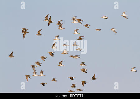 00924-00703 Pectoral Sandpipers (Calidris melanotos) in flight over wetland Marion Co., IL Stock Photo
