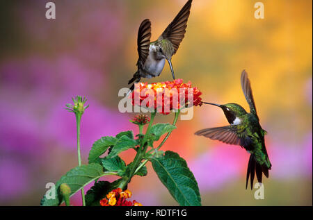 01162-080.02 Ruby-throated Hummingbirds (Archilochus colubris) male & female at Dallas Red Lantana (Lantana camara) Shelby Co. IL Stock Photo