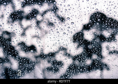 Drops of rain on the window; blurred tree shapes in the background; Stock Photo