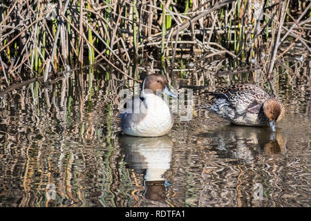 A pair of Northern Pintail resting on the shallow waters of Sacramento National Wildlife Refuge, California Stock Photo