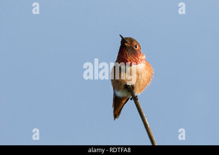 01178-00104 Rufous Hummingbird (Selasphorus rufus) male, La Jolla, CA Stock Photo