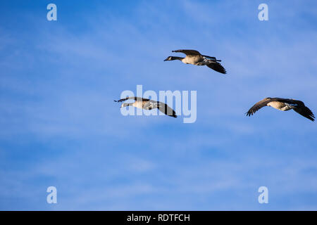 Three Canada Geese (Branta canadensis) flying; blue sky background; San Francisco bay area, California Stock Photo