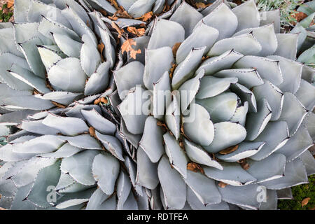 Aerial view of Agave Palmeri Plant, California Stock Photo