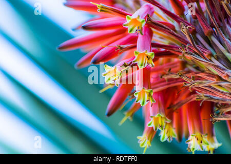 Close up of aloe flower, San Francisco bay area, California Stock Photo