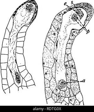 . Botany, with agricultural applications. Botany. 464 SPERMATOPHYTES (SEED PLANTS) region enclosed within the cell membrane of the germinating megaspore. In this position nuclear division follows until there are four nuclei at each end. The megaspore has now become the female gametophyte consisting of eight nuclei, four at. the micropylar and four at the opposite end, known as the chalazal or antipodal end of the embryo sac. After the stage with eight nuclei is reached, then the organization of the female gameto- phyte begins as shown in Figure PO. A nucleus called polar nucleus from each end  Stock Photo