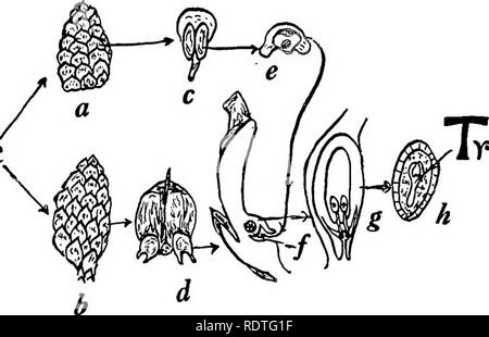 . Botany, with agricultural applications. Botany. SEED 457 middle of June of the second season and fertilization soon follows. In addition to its simplicity the notable features of the male gametophyte are that the sperms have no cilia and that they are conducted to the archegonia by the pollen tube. Seed. — The fertilized egg at first forms tiers of cells, which constitute a long filament, called a suspensor, at the end of which the embryo develops deeply imbedded in the nutritive tissue of the female gametophyte. When mature the embryo is still surrounded by much gametophytic tissue called e Stock Photo