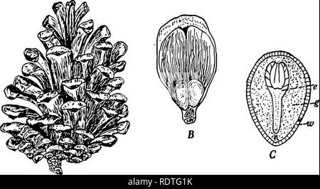 . Botany, with agricultural applications. Botany. 456 SPERMATOPHYTES (SEED PLANTS) tube is eating its way through the nucellus to the female gametophyte. Male Gametophyte. — The male gametophyte forms within the pollen grain and its tube. At the time of pollination the male gametophyte commonly consists of four cells — two prothallial or vegetative cells, a generative cell, and a tube cell. At least one of the prothaUial cells usually disintegrates and disappears early in the development of the gametophyte. This is the condition of the male gametophyte when the pollen is carried to the ovulate Stock Photo